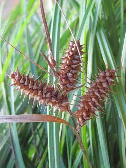 Deflexed Bottle Brush Sedge Seeds - 50 Seeds - Carex retrorsa - Native Wetland Plant for Erosion Control and Landscaping