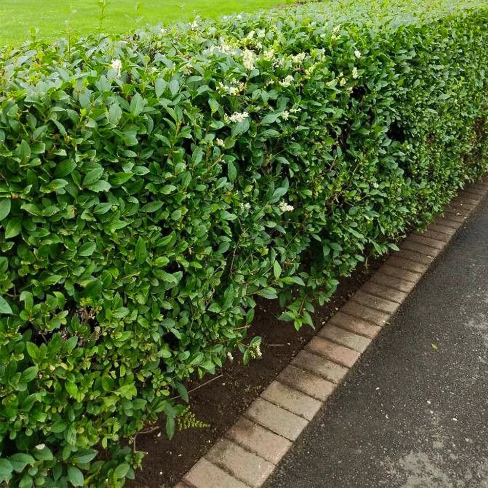 Common Privet Starter Bush - Bare Root - Ligustrum vulgare - Fast-Growing Evergreen for Hedges and Privacy Screens