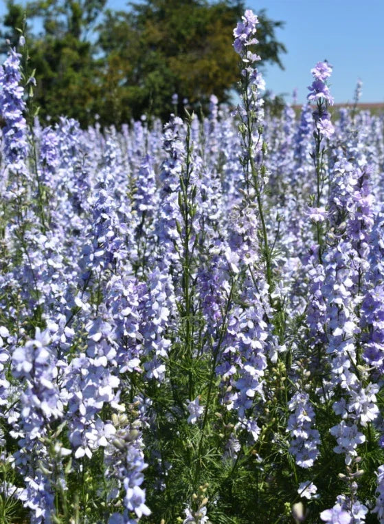 Rocket Larkspur Cut Flowers Seeds - 500 Non-GMO Light Blue Delphinium ajacis, Pollinator Friendly, Easy to Grow