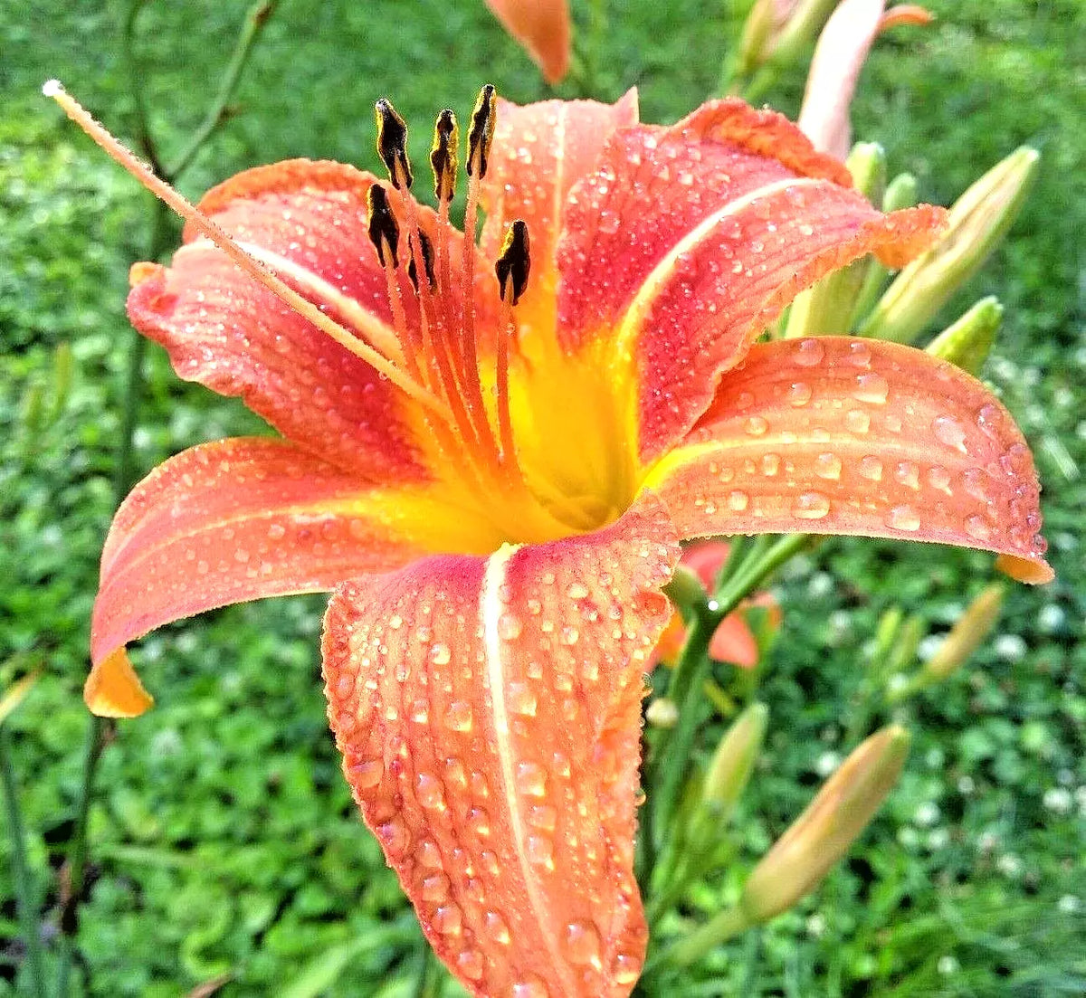 Daylily Roots 15 Pack Orange Hemerocallis spp. Perennial Flowering Plants for Vibrant Garden Color
