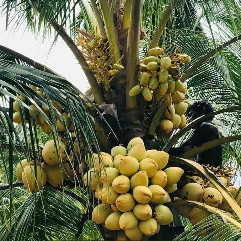Pack of 2 Sprouted Yellow Dwarf Coconut Trees 6-8" Rare Live Plant Cocos nucifera from Costa Rica for Indoor & Outdoor Gardens
