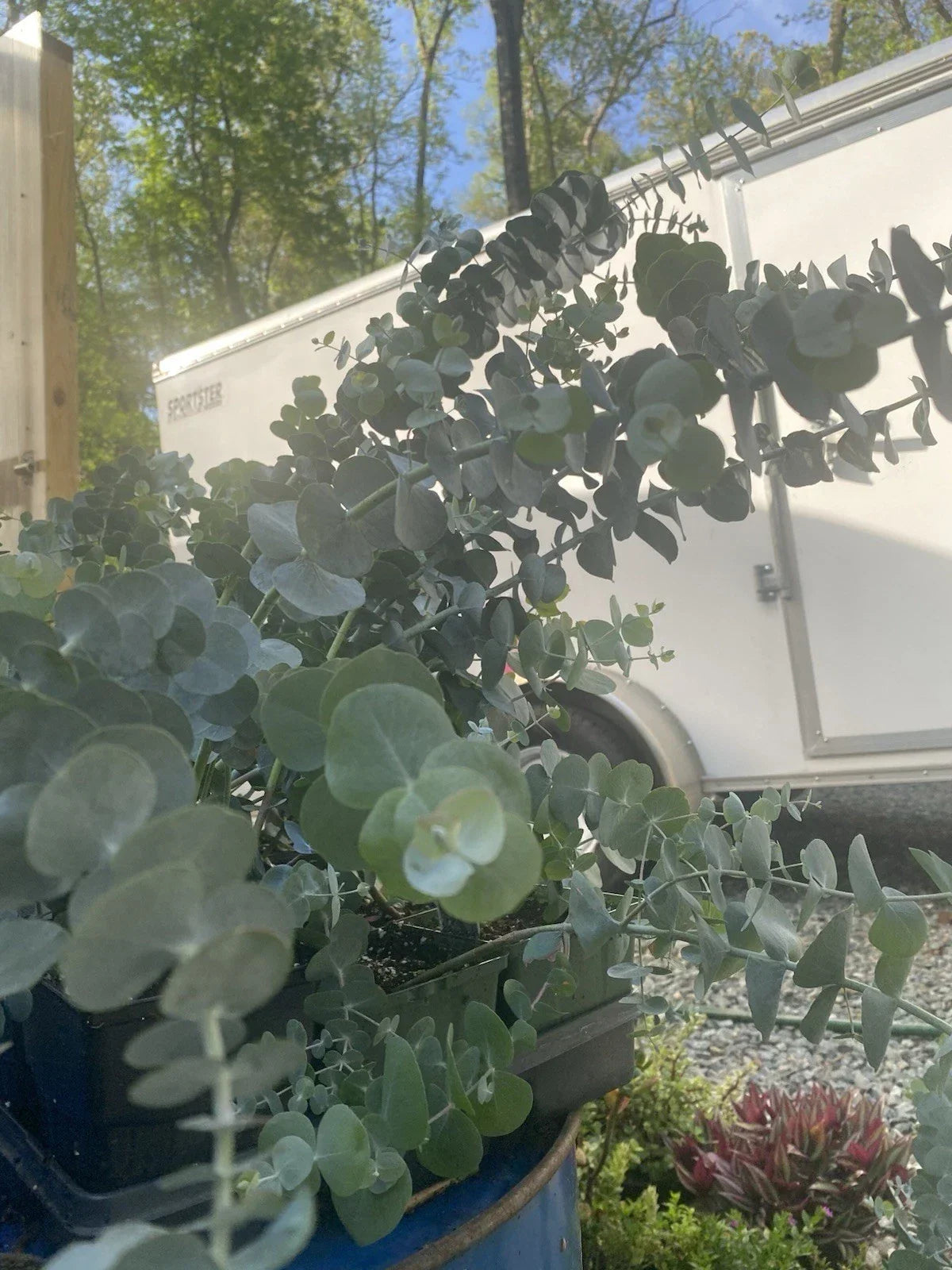 30" Silver Dollar Eucalyptus Live Plant in 5" Pot, Eucalyptus cinerea, Fragrant Green Foliage for Floral Arrangements
