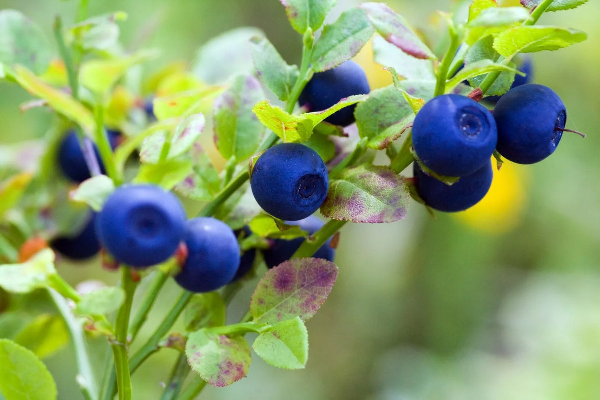 Bilberry Seeds - 30 Count - Dwarf Shrub - Vaccinium myrtillus - Compact Berry Plant - Easy to Grow - US Seller