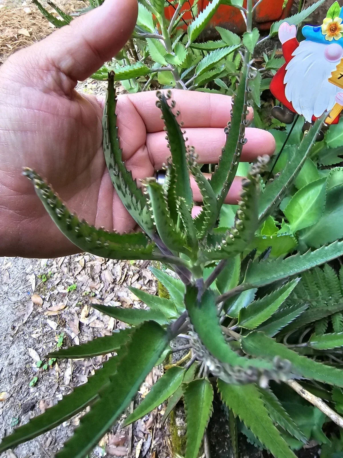Mothers of Thousands Succulent Trio - Kalanchoe daigremontiana - Green Alligator Plant 3-Pack - Easy Care Indoor/Outdoor