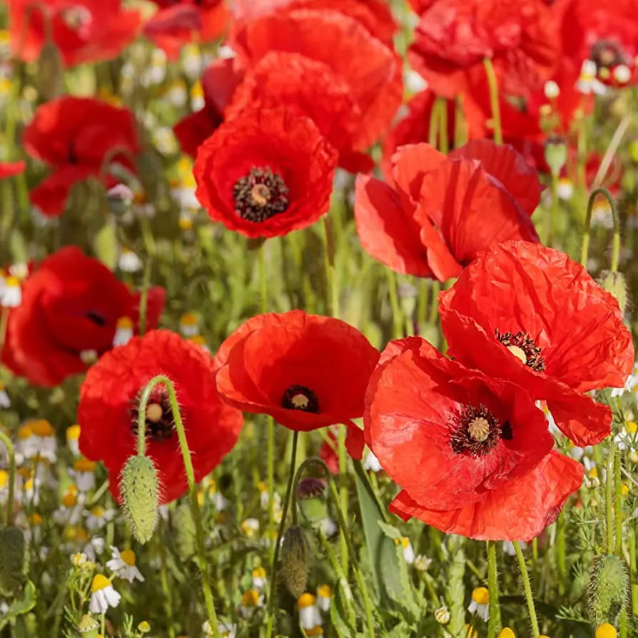 Poppy Seeds - Shirley Red - 1910 Seeds - Papaver rhoeas - Non-GMO, Vibrant Red Blooms - Perfect for Gardens and Borders