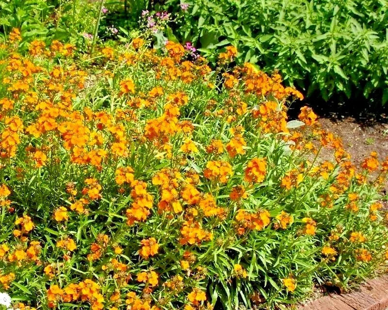 English Wallflower Seeds - 300+ Count - Erysimum cheiri - Vibrant Groundcover & Container Variety