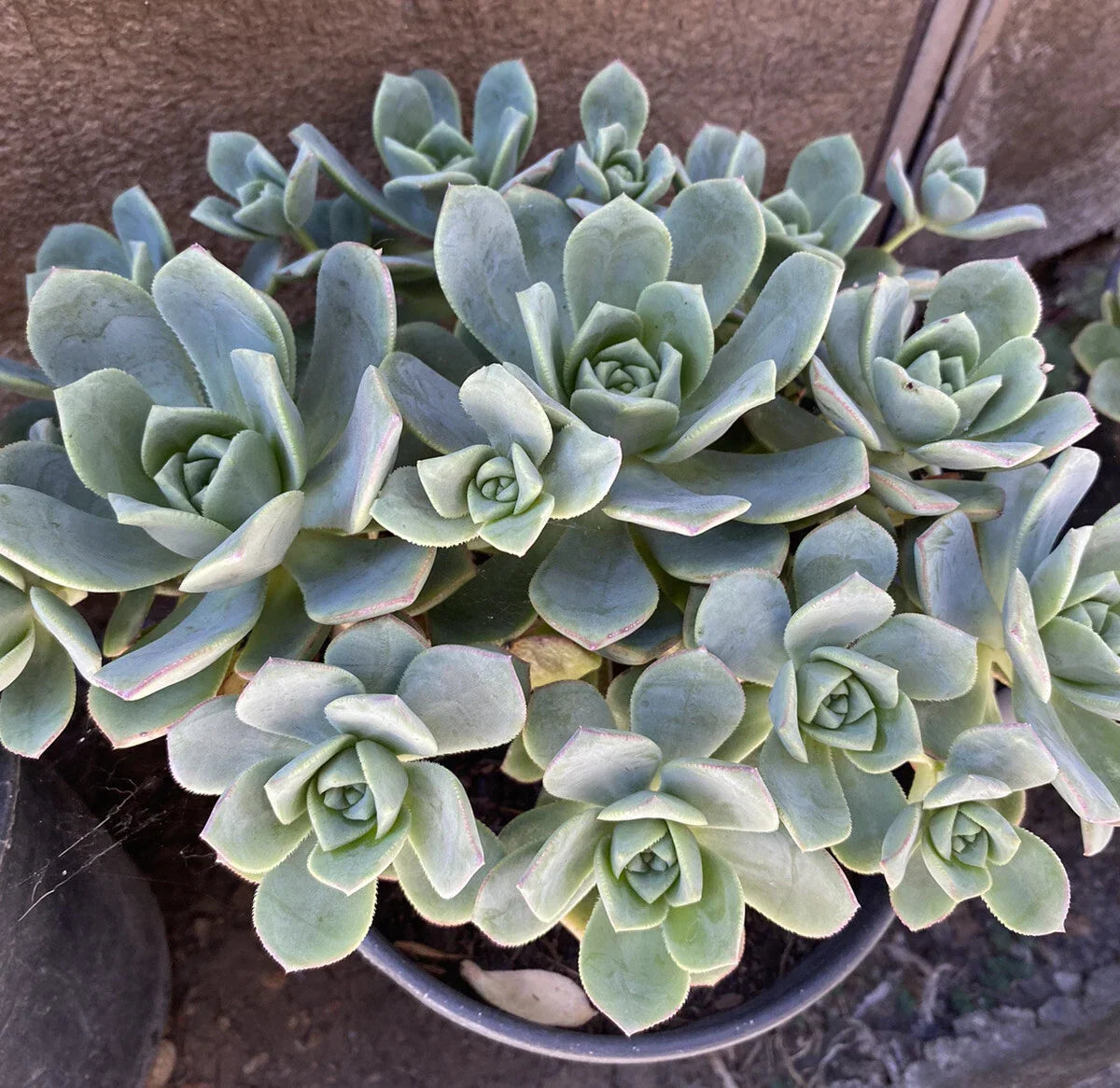 Succulent Cuttings 10 Pack Green Rosette Aeonium Haworthii Pinwheel Indoor Plant Decor