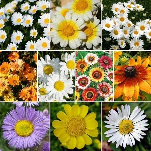 Daisy Wildflower Seed Mix Packet, 10 Species Variety, Colorful Blooms, Bellis perennis & More - Eco-Friendly Seeds