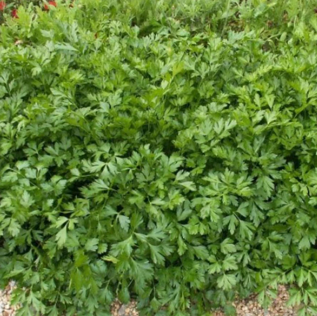 Italian Giant Parsley Seeds, 4000 Heirloom Flat-Leaf Seeds, Petroselinum crispum, Non-GMO Culinary Herb Garden Supplies