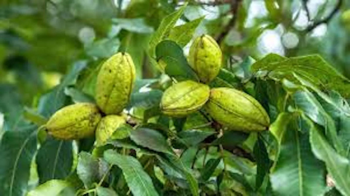 5 Hardy Pecan Trees Bare Root 12-24in Carya illinoensis Edible Nut Variety for Zones 6-9