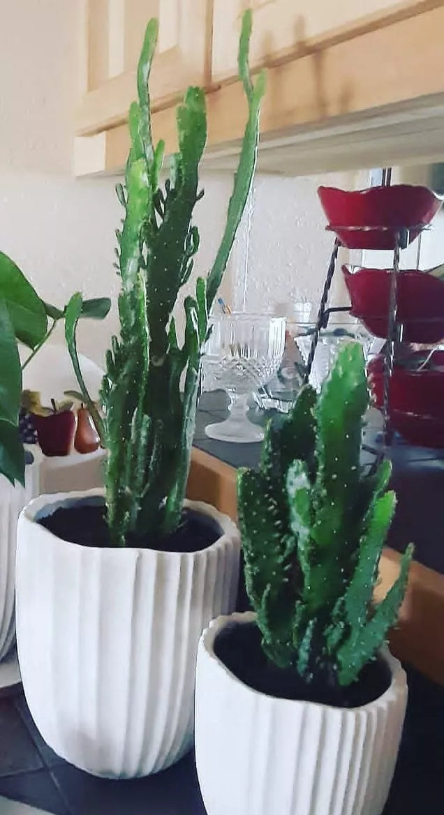 Joseph's Coat Cactus Plant - 4-6 Inches - Colorful Succulent - Opuntia x 'Joseph's Coat' - Low Maintenance Indoor/Outdoor Plant
