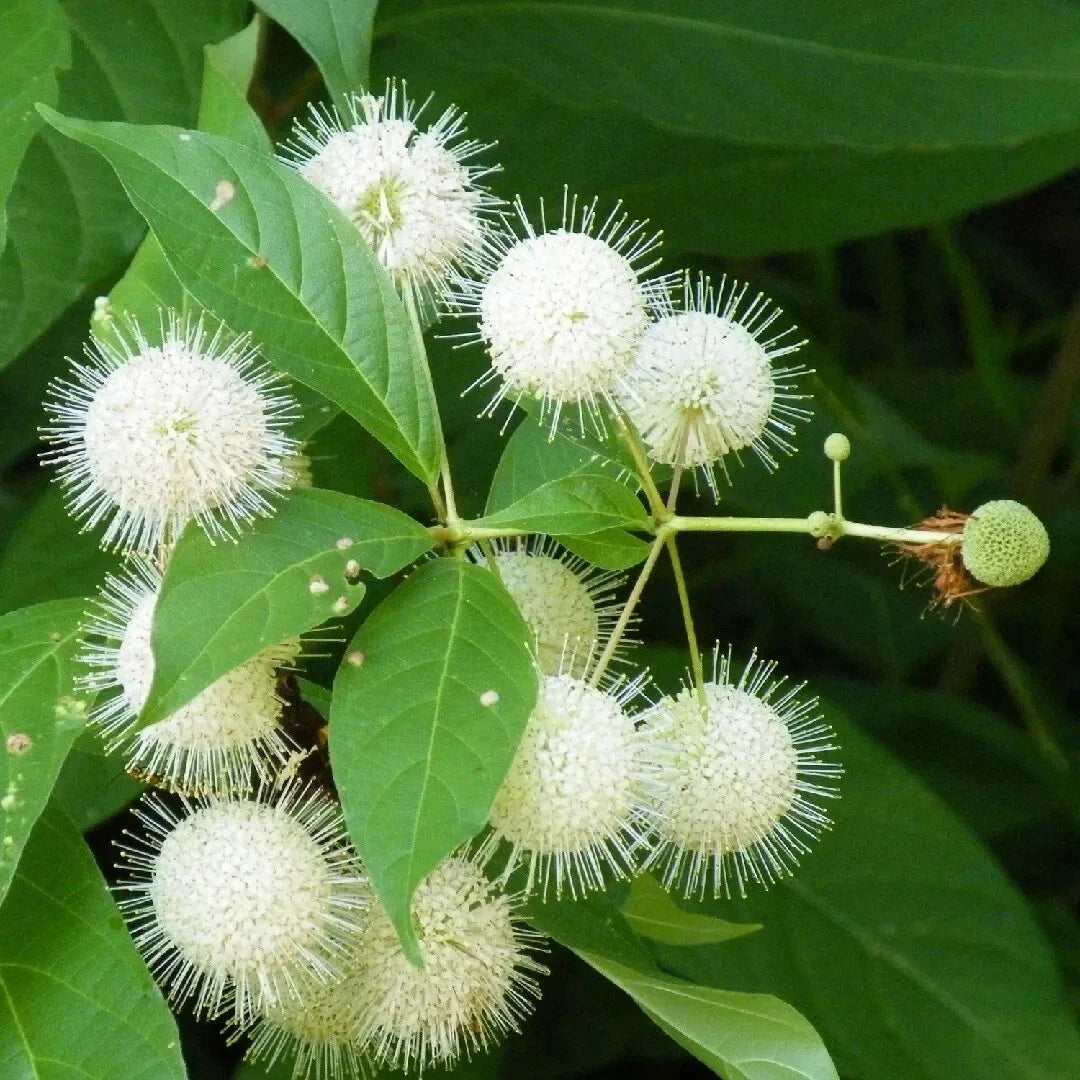 Buttonbush Seeds - 30 Pack - Common Variety - Cephalanthus occidentalis - Attract Pollinators, Native Shrub for Wetlands