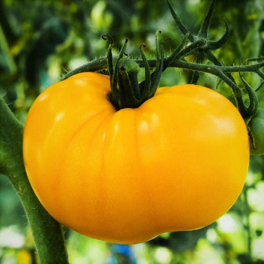 Yellow Brandywine Tomato Seeds | Heirloom Golden Beefsteak | Solanum lycopersicum | 20 Seeds for Home Garden
