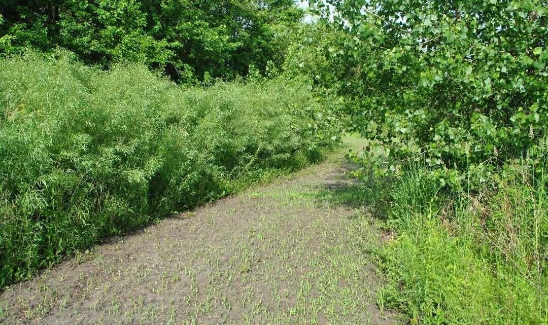 Austree Hybrid Willow Tree Cuttings - 100 Fast Growing Cuttings for Privacy Hedge - Salix x matsudana 'Austree'