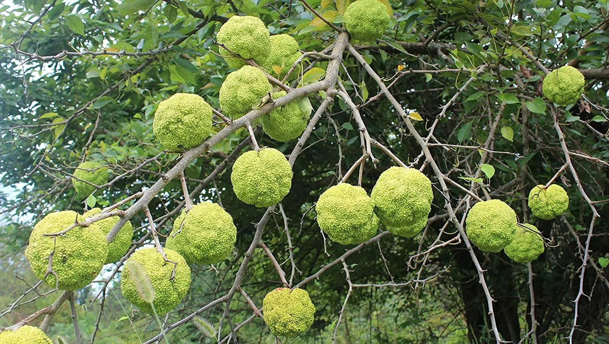 10 Hedge Apple Seeds - Osage Orange, Horse Apple, Monkey Ball - Maclura Pomifera - Drought-Tolerant Tree Seeds for Gardens