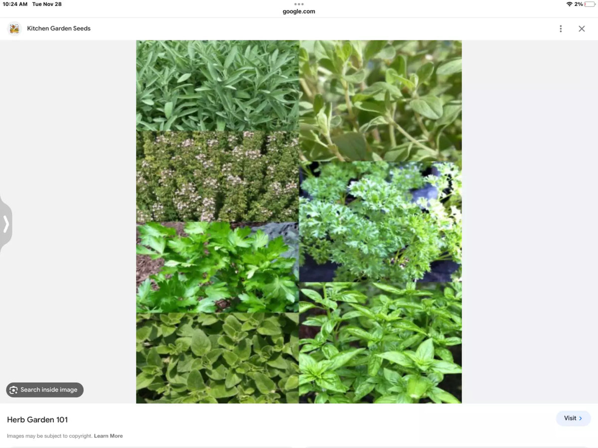 Indoor Herb Seed Set - 6 Mini Packs Basil, Thyme, Parsley, Oregano, Dill, Cilantro - Culinary Herb Seeds for Home Gardening