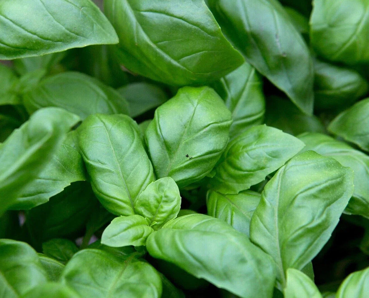 Sweet Basil Seeds - 100 Count Culinary Herb for Cooking and Medicinal Use, Ocimum basilicum