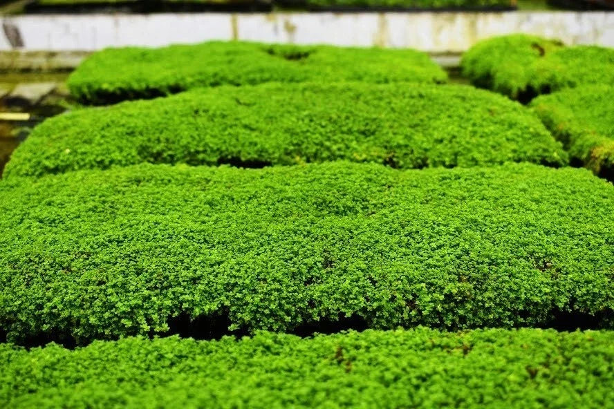 Dwarf Baby Tears Aquatic Plant Mats - 1 Portion with Heat Pack - Micranthemum umbrosum - Carpet-Forming Aquarium Plant