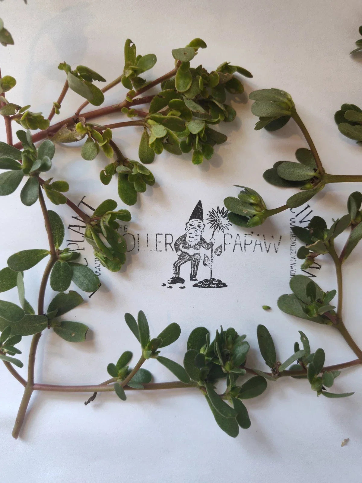 Purslane Cutting - Unrooted Edible Succulent - Portulaca oleracea - Perfect for Home Garden and Propagation