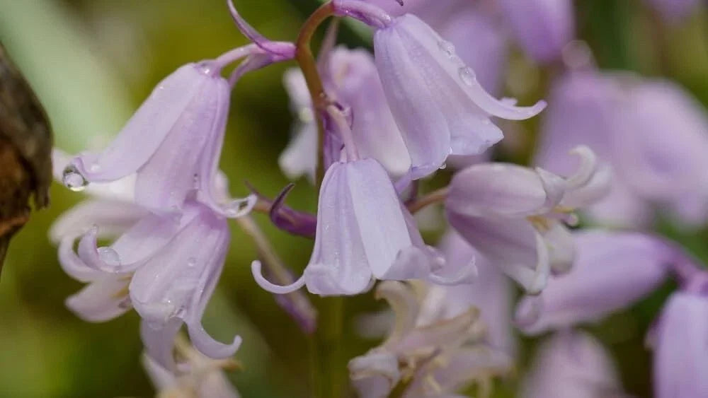 Spanish Pinkbell Bulbs - 10 Bulbs - Pink Perennial Flowering Plant - Rhexia sp. - Attracts Pollinators, Low Maintenance