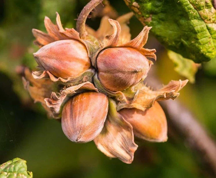 American Hazelnut Trees 10-12" Tall Bareroot Plants, Edible Nuts Corylus americana - Pack of 5, Green Foliage, Full Sun to Partial Shade
