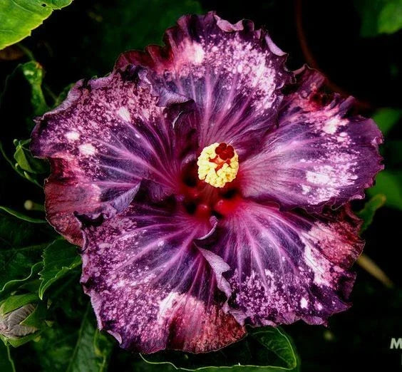 Dark Purple Pink Hibiscus Seeds - 20 Perennial Flower Seeds (Hibiscus rosa-sinensis) for Vibrant Garden Blooms