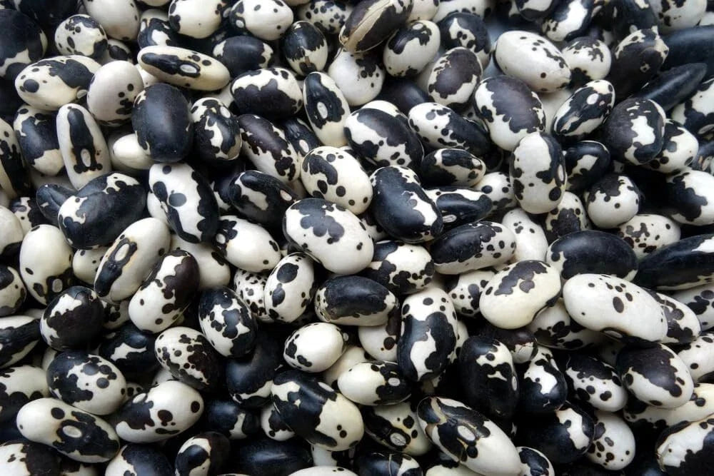 Calypso Bean Seeds for Planting, 20 Seeds, Easy to Grow, Black and White Patterned, Phaseolus vulgaris