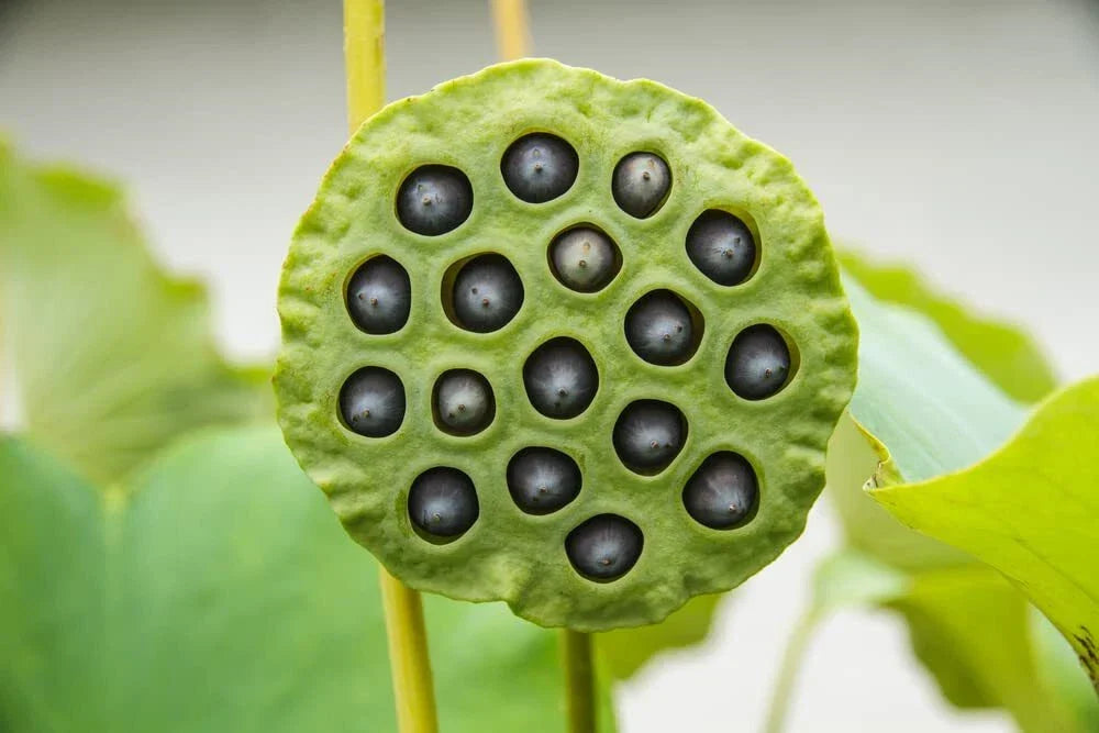 Lotus Seeds for Planting - 10 Pack - Aquatic Flowering - Nelumbo nucifera - Ideal for Koi Ponds & Outdoor Water Gardens