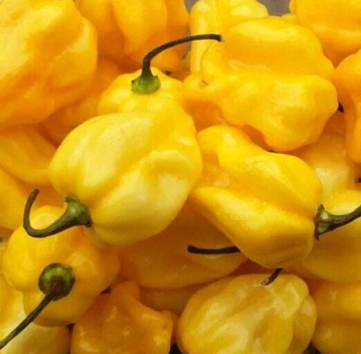 Yellow Habanero Pepper Seeds - 50+ Non-GMO Hot Peppers - Capsicum chinense - Ideal for Home Gardens & Containers
