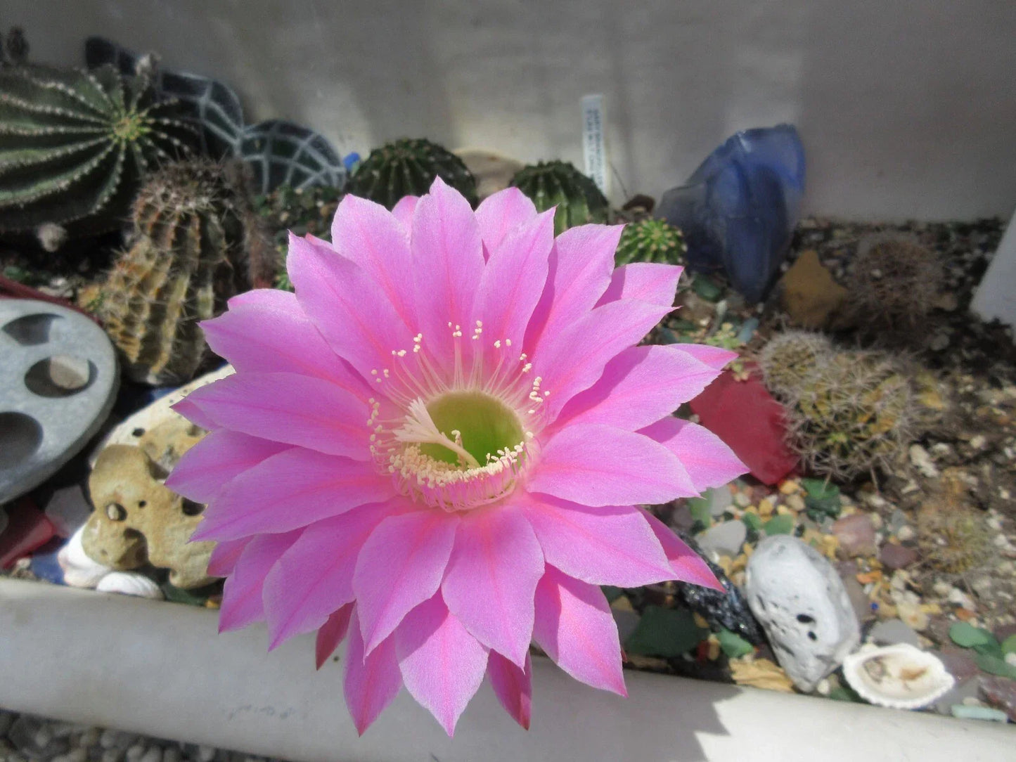 Echinopsis 'Gary Brandfeller' Lavender Cactus 5" Pot with 1 Pup - Unique Succulent Plant for Cactus Lovers