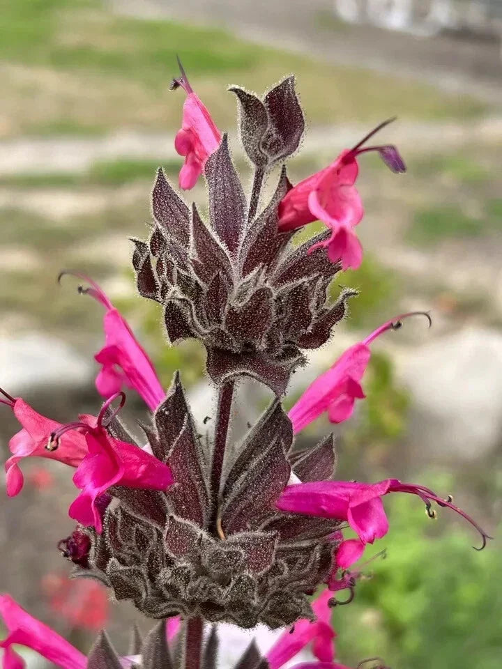Hummingbird Sage Seeds - 10 Pack - Salvia spathacea - Drought Tolerant Native Plant - Attracts Hummingbirds - USA Grown