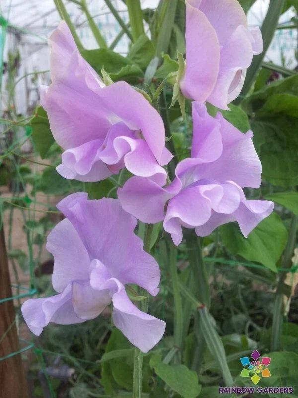 Misty Mountain Sweet Pea Seeds 50+ Pack Lathyrus odoratus Fragrant Garden Flowers for Planting