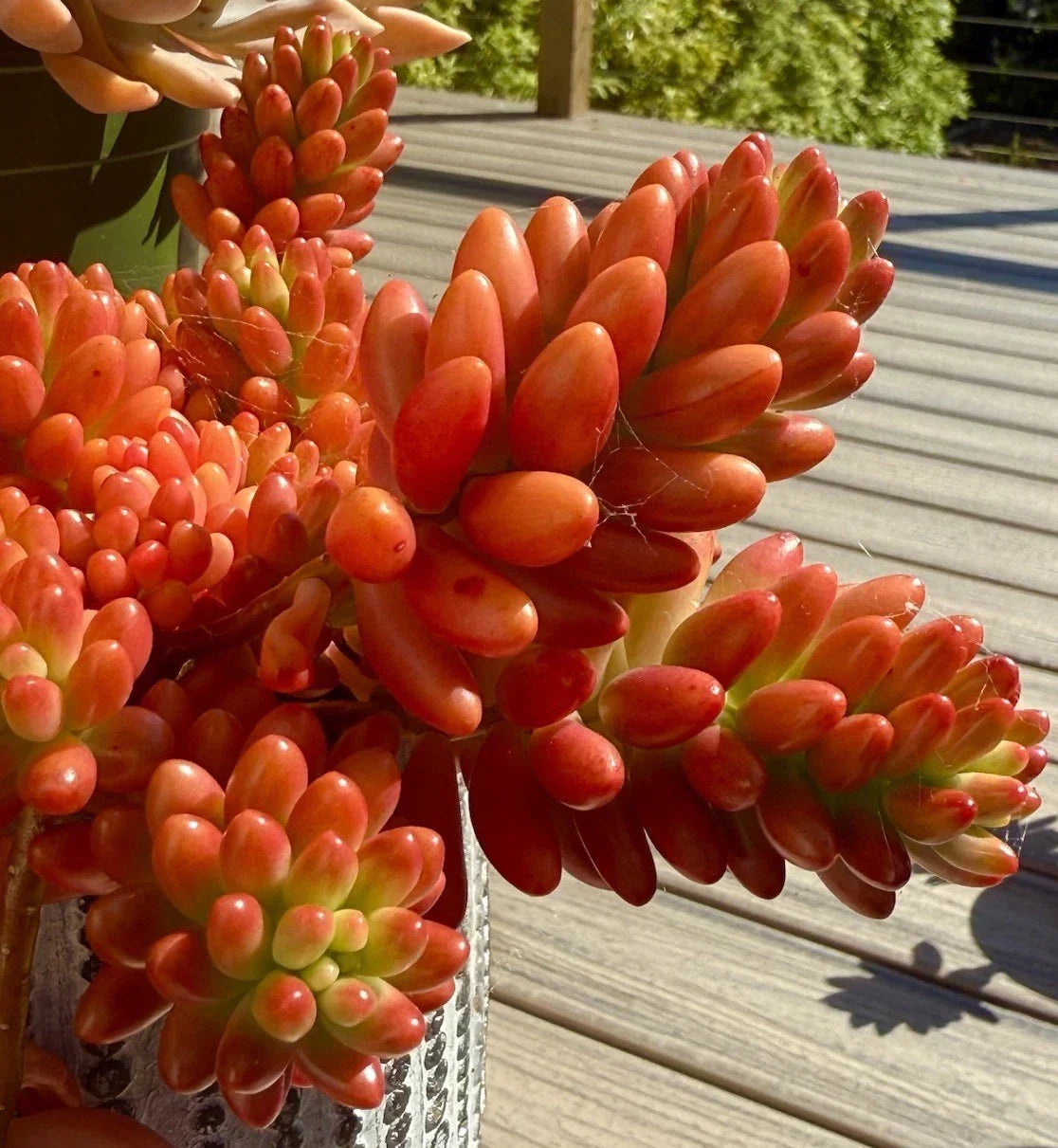 Live Succulent Cutting - Variegated Sedum Rubrotinctum Aurora Pink Jelly Bean - Rare Indoor Outdoor Plant - Easy Care
