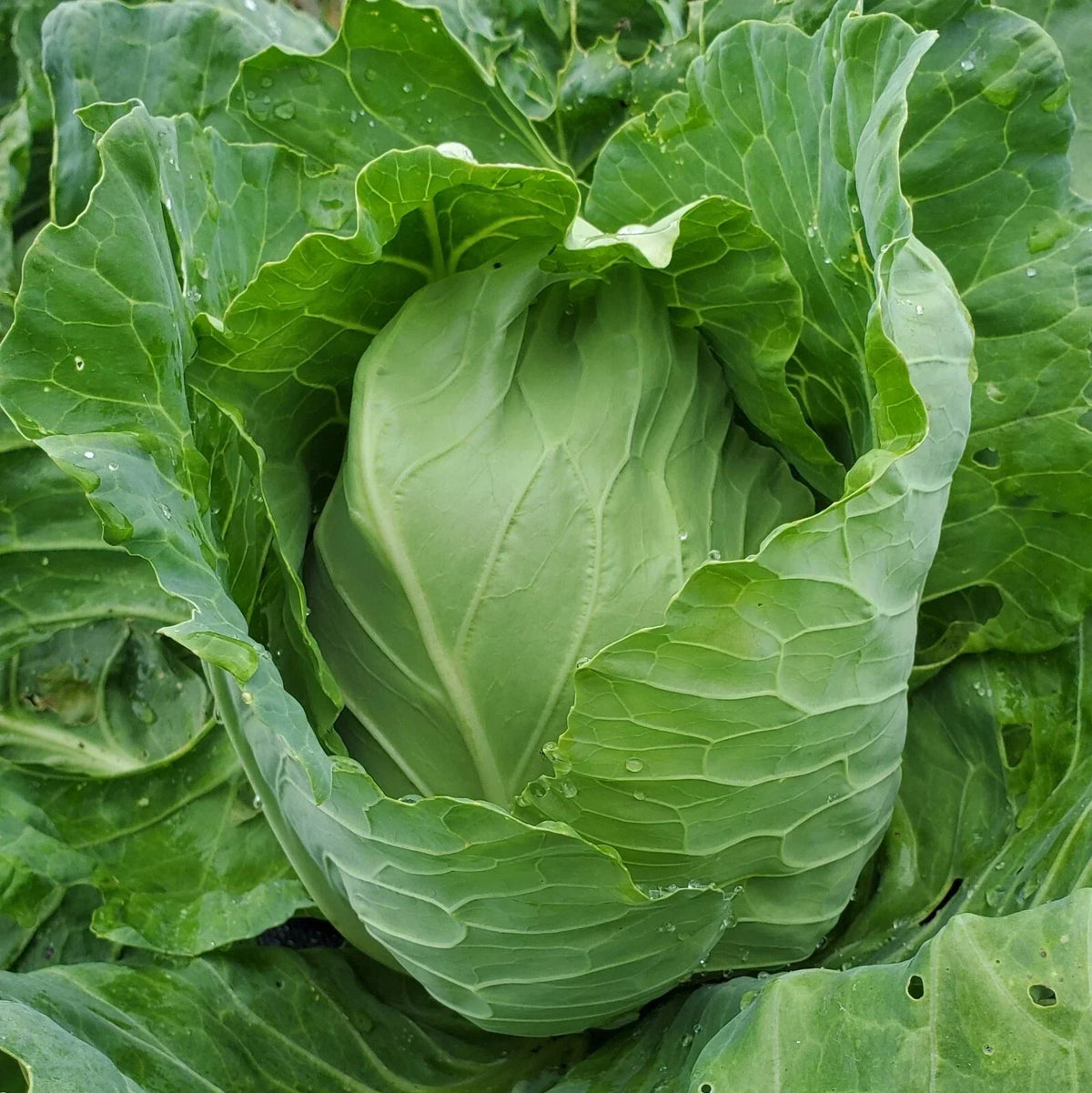 Early Jersey Wakefield Cabbage Seeds - NON-GMO Heirloom - Brassica oleracea var. capitata - Open-Pollinated Garden Seeds