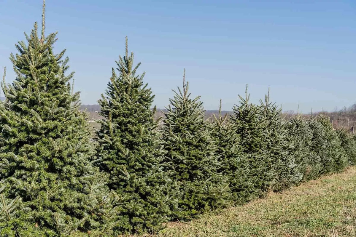 Fraiser Fir Tree Seedlings, 6-12 Inches, Blue-Green Needles, Abies fraseri - Ideal for Planting and Landscaping