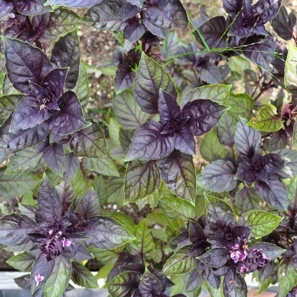 Corsican Basil Seeds 100-1000 Count - Ocimum basilicum var. minimum - Microgreens & Garnish - Pollinator Friendly
