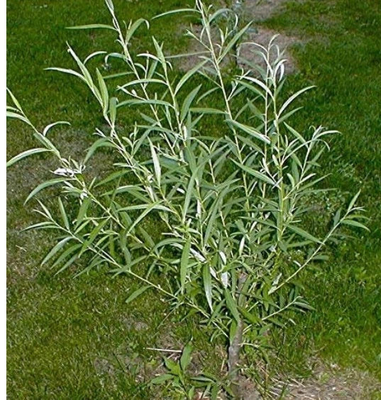 Jumbo Hybrid Willow Cuttings - 6 Pack, 5/8 to 1 Inch Thick, Fast-Growing (Salix × sepulcralis) for Privacy Screens and Landscaping