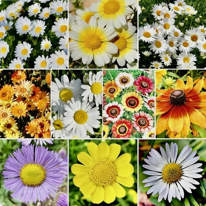 Daisy Flower Seed Mix - 500+ Crazy Mix Seeds for Hummingbird Attraction - Bellis perennis - USA Grown