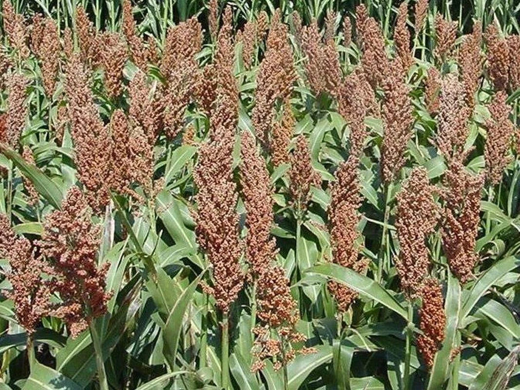 Sorghum Seeds - Sweet Sugar DRIP Variety - High-Sugar Syrup Production - Sorghum bicolor - Non-GMO Organic Available