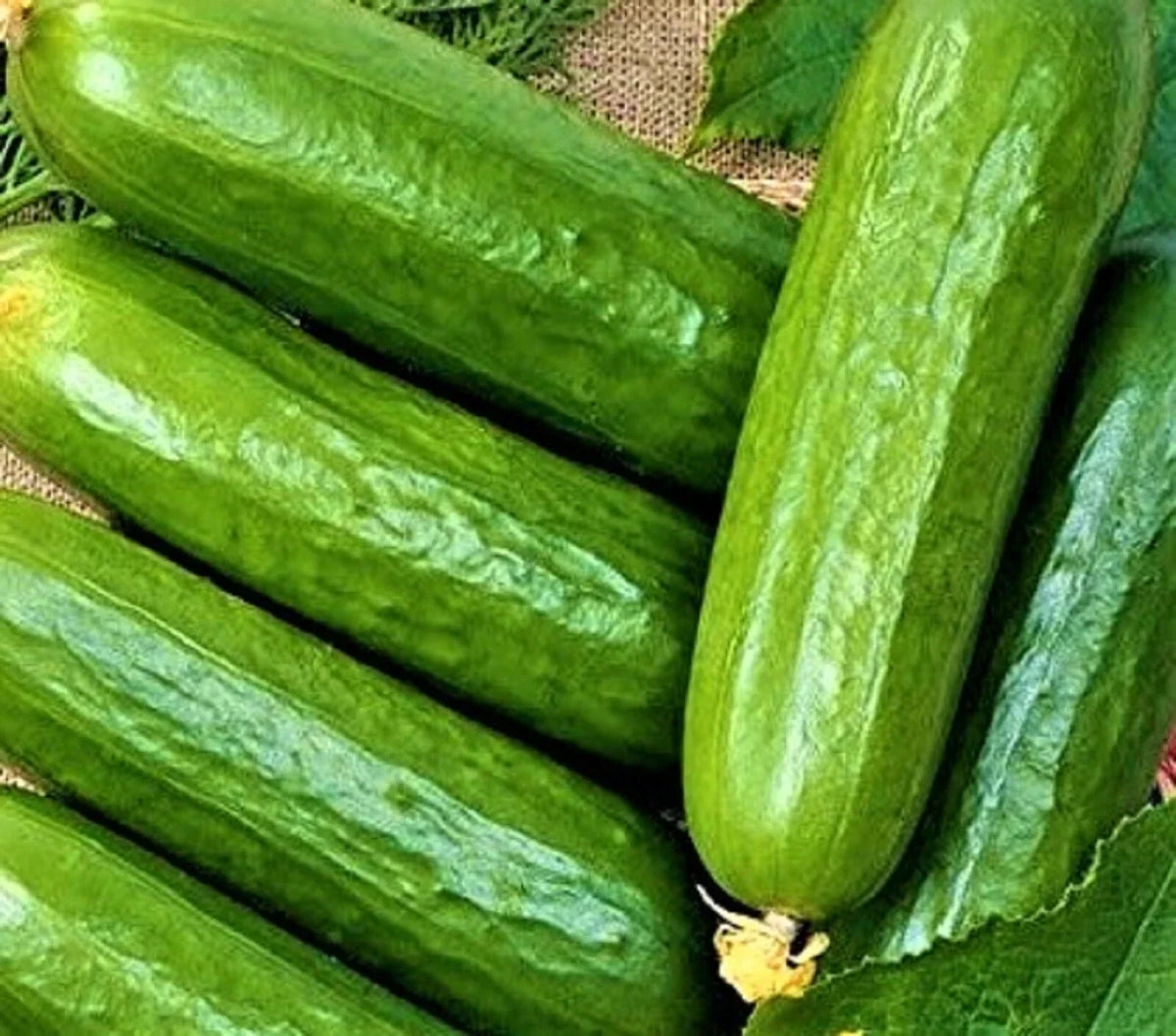 Cucumber Seeds 50 Count Non-GMO Ashley Long Variety Cucumis sativus for Home Garden Planting