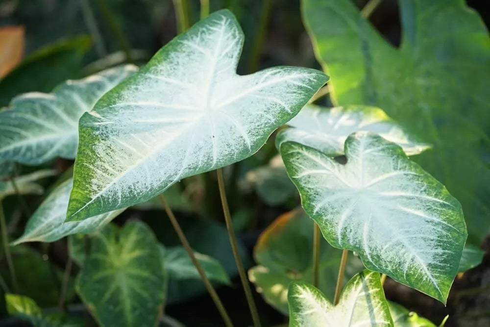 Caladium Bulbs for Planting - Aaron Variety, Colorful Foliage - Caladium bicolor - Perennial Elephant Ears