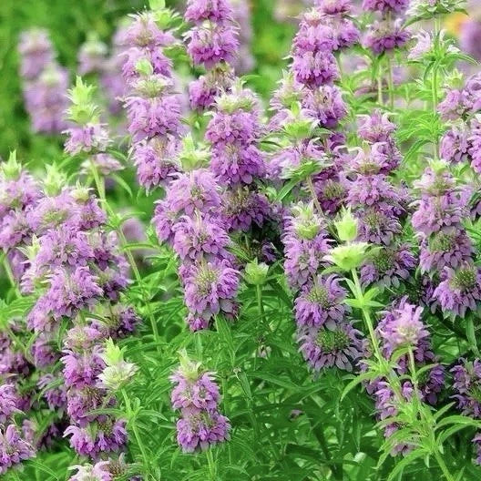 3000 Lemon Mint Herb Seeds, Bee Balm, Non-GMO Heirloom, Monarda citriodora, Pollinator-Friendly Garden Seeds