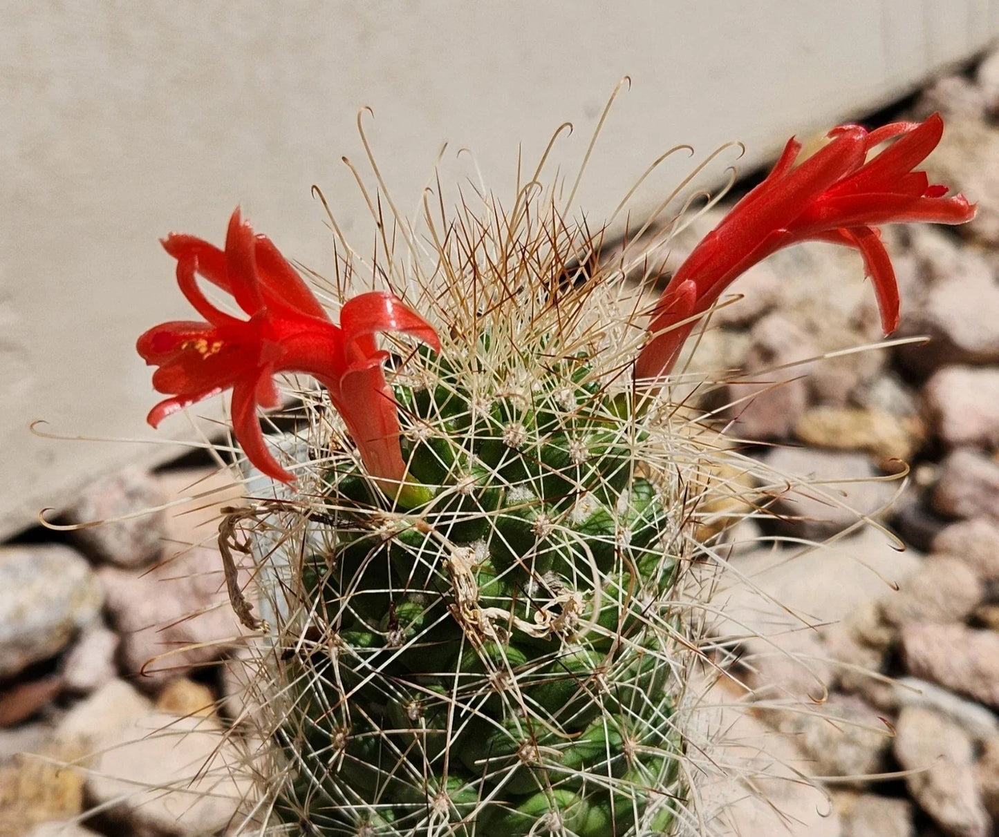 Cochemiea Setispina Cactus Plant - Rooted Cutting in 4-Inch Pot - Unique Succulent for Indoor/Outdoor Decor