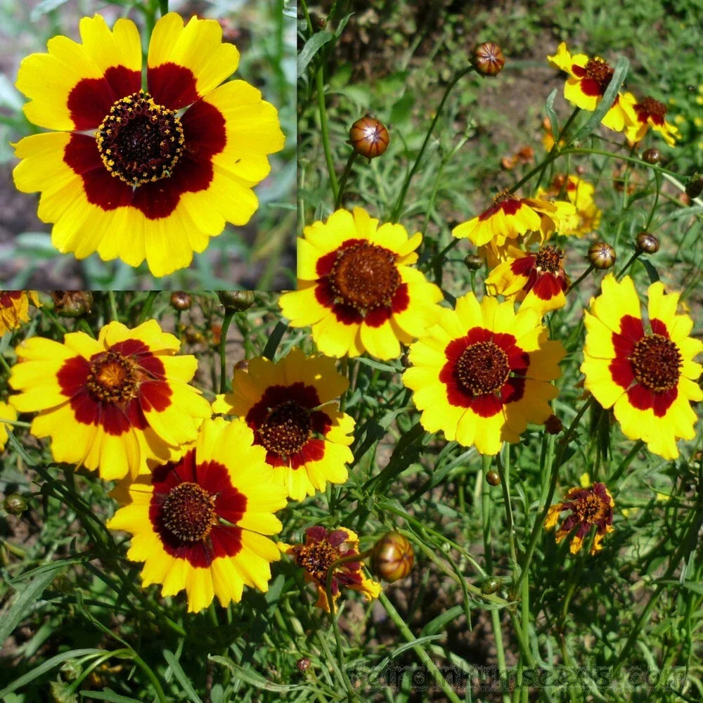 Coreopsis Seeds 300+ Dwarf Plains Yellow Flowers Deer Resistant Coreopsis tinctoria USA Seller Free Shipping