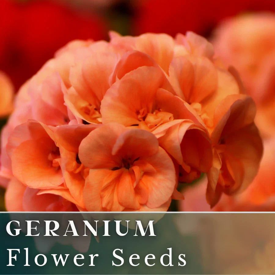 Geranium Seeds - 100+ Mandarin Whirl - Fragrant Orange Yellow Bicolor - Non-GMO Pelargonium x hortorum Seed Packet