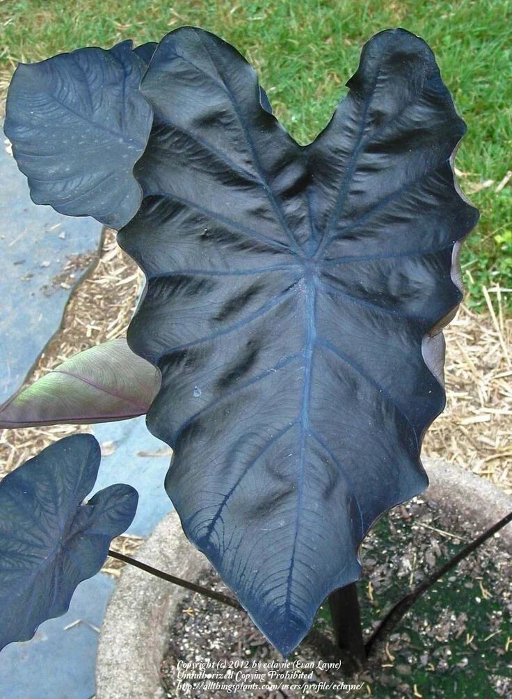 Black Coral Colocasia esculenta Starter Plant - Small Rooted Elephant Ear - Tropical Dark Foliage for Indoor/Outdoor Gardening