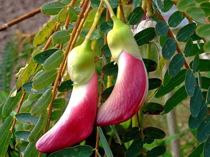 Red Hummingbird Tree Seeds - 20+ Fresh Seeds - Sesbania Grandiflora - Attracts Pollinators, Edible Flowers for Gardening