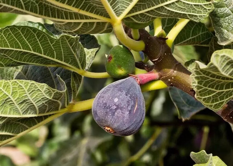Black Madeira Fig Cuttings - 2 Premium Cuttings with Willow Water for Rooting - Ficus carica - Perfect for Home Gardening