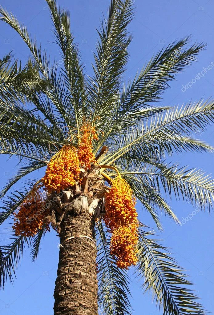 Medjool Date Palm Seedling 1.5+ Years Old Phoenix Dactylifera Plant in 4-Inch Pot, Tropical Garden Starter, Drought Tolerant