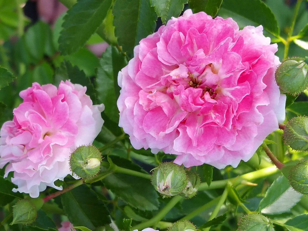 7 Sister Rose Cuttings - 5+ Per Order, Pink Climbing Rose, Rosa 'Seven Sisters', Perennial Garden Plant